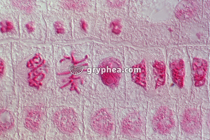 Mitoses dans des cellules de racine d'Ail - coloration Feulgen  x160 - gryphea.com